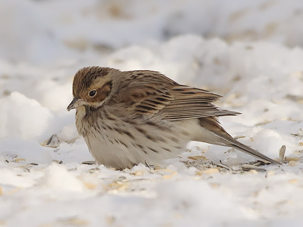 Pikkusirkku, Little Bunting, Emberiza pusilla